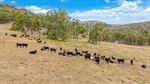 The Grange a versatile mix of gently undulating country and grazing hills