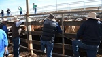 The four-figure surge: cattle prices break 1000c for first time since 2022
