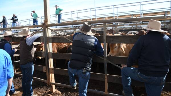 The four-figure surge: cattle prices break 1000c for first time since 2022