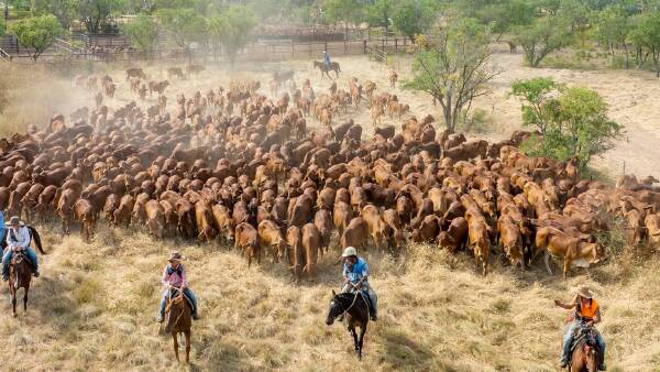 Key leadership change flagged at NAPCo; Elders announces its feedlot exit date