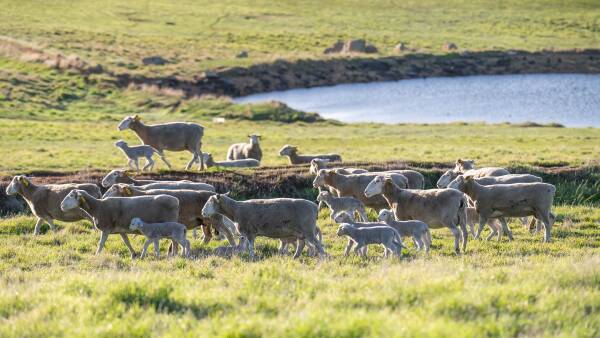 Understanding the supply-side pressure in the Australian sheep and lamb space