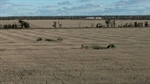 Premier irrigation, dryland cropping, grazing country to auction | Videos