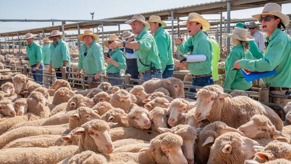 The nations underpinning the lamb export trade amid slow Middle East recovery