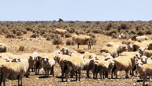Cattle firm's stunning buy of vast Nullarbor sheep stations almost complete