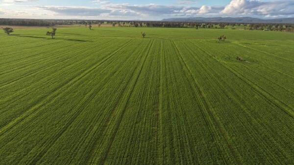 Proven south western cultivation country planted entirely with wheat