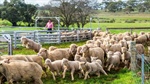 Shannon family's reasons for selling big Mid North portfolio after 150 years