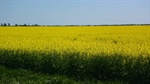 Growers push the envelope on canola rotations targeting higher margins