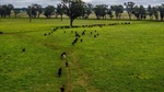 Highly arable West Ardnaree running 600 steers 'with ease'