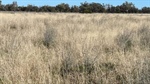 Turn Turn and Wittenburra impress with standout sheep, cattle productivity