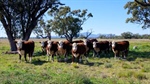 Quality grazing property with significant potential for further development