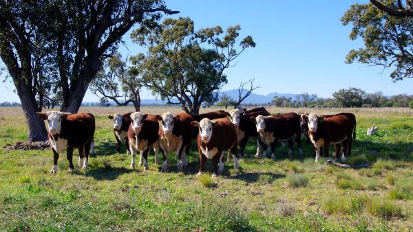 Quality grazing property with significant potential for further development