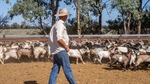 Australia's goatmeat exports stumble, but diversification cushions the fall