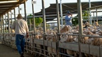 Explainer: the complex equation squeezing Aussie sheep processor margins