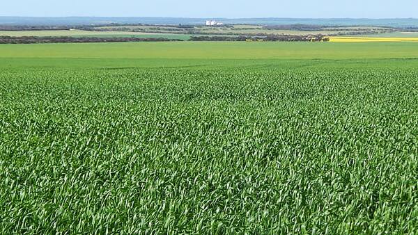 Chance to expand your cropping country with two central EP farms for sale