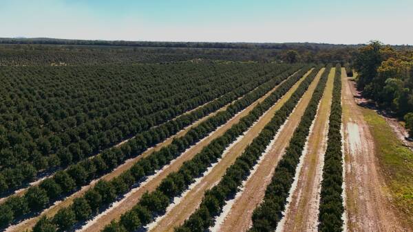 Substantial macadamia operation in Australia's largest production region