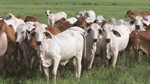 Speed and accessibility: this genetic tech is not just for studs anymore