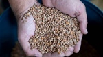 Extraordinary growth: Australia's changing position in the global lentil market