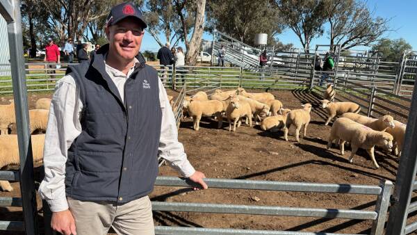 'It's only everything': hot topic affecting sheep production, productivity