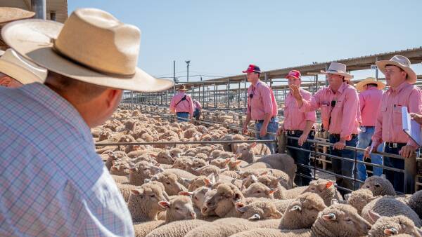 Global lamb market update: how Australia's competitive landscape is shifting