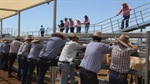 'A fundamental deficiency': could a revamped beef levy fund a critical fix?