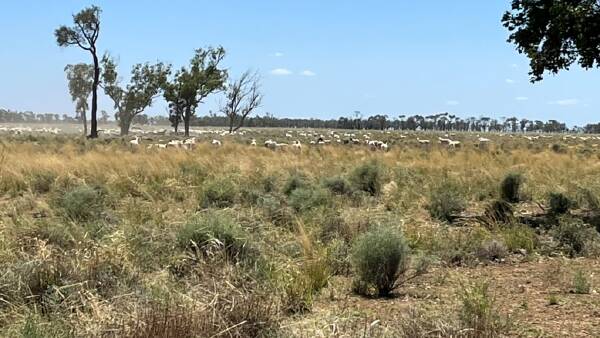 Sinclair Hill's Boanbirra a large-scale exclusion fenced grazing operation