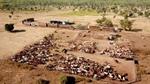 British billionaire expands Aussie pastoral empire with NT cattle station buy
