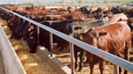The 'big unknown' causing vaccinated feedlot cattle to still die from BRD