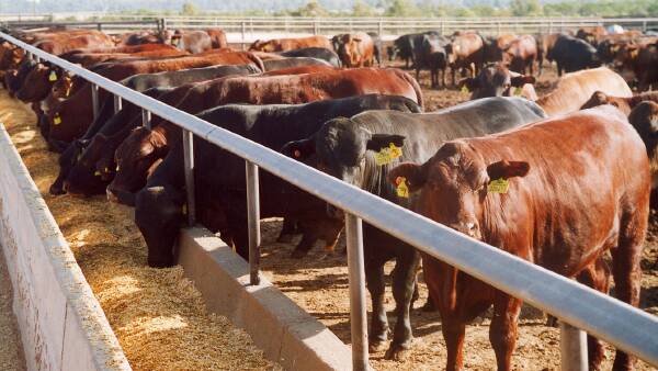 The 'big unknown' causing vaccinated feedlot cattle to still die from BRD
