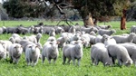 Keller family offers 1787ha SA farm and Poll Merino stud for sale