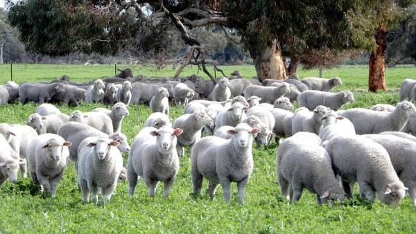 Keller family offers 1787ha SA farm and Poll Merino stud for sale