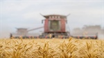 Analysis: do wheat buyers really pass on the falls faster than the rallies?