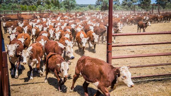 The August cattle crunch: the supply-side battle reshaping the market