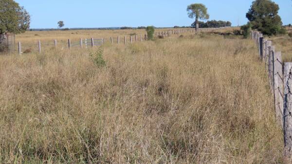 Gilgai delivers outstanding Western Downs cattle fattening country