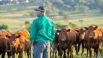 'Lull before storm': why cattle market now forced to sit tight for a month