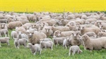 'We've stemmed the bleeding', but ewe flock has dropped 10pc in two years
