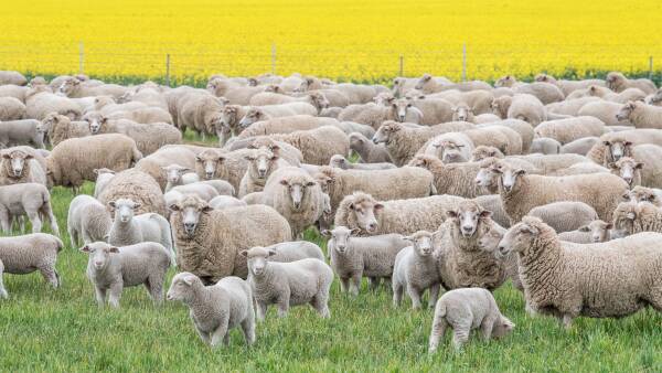 'We've stemmed the bleeding', but ewe flock has dropped 10pc in two years