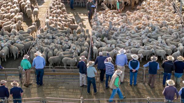 Why a surge in NSW sheep and lamb numbers hasn't loosened the national market