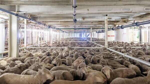 Petition to ban all live export brushed aside by Parliament: here's why
