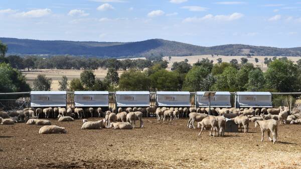 Think containment feeding for ewes is just for drought times? Think again