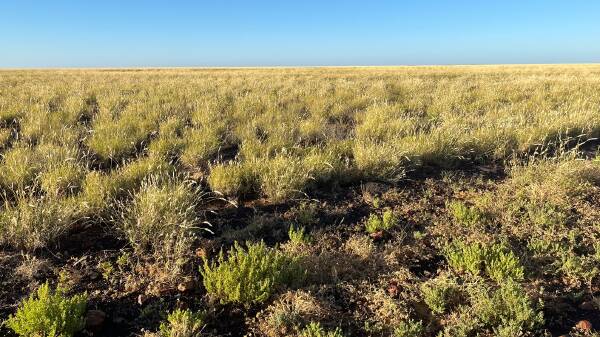 Huge, organically certified western Queensland property heads to auction