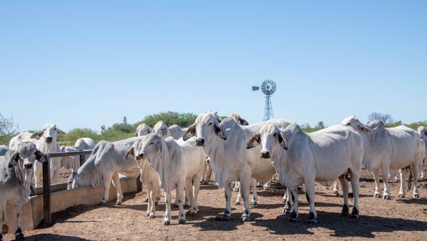New MSA pathway opens a 30-40c/kg premium for more beef producers