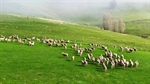 Central Victorian grazing property sells for $2.1m after a swift campaign