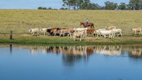 Substantial grazing property featuring quality cattle country | Video