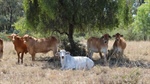 Springvale well-suited to backgrounding, breeding, fattening cattle | Video