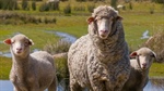 Minister's 'harebrained' super plan to invest in US farm supply chain hits wall