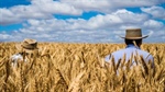 Wheat prices: focus turns to potentially strong southern crop prospects