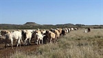 See what low-cost western Queensland cattle country looks like | Photos