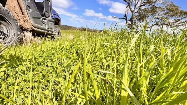 Upper Hunter cattle farm with significant potential hits the market for $3000/acre | Video