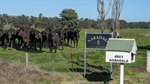 'Good pre-interest': negotiations continue on noted cattle buyer's Coonabarabran grazing property